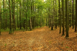 Xaverovský háj - cesta lesem