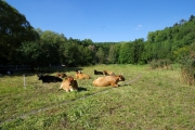 Louky podél Litovicko-šáreckého potoka pomáhají udržovat krávy
