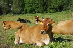 Pastva krav Zlatnice 2017