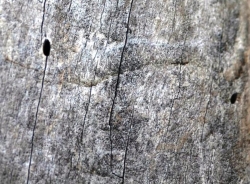 Sad Na Radotínských skalách - výletové otvory krasce