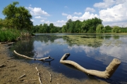 Milíčovský rybník čeká odbahnění a rekonstrukce