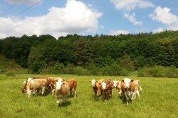 Pastva krav na Čihadlech