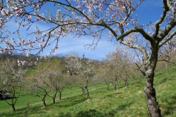 Seminářská zahrada - rozkvetlé mandloně