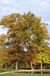 podzimní zbarvení