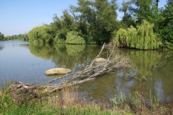 Biologický rybník s říčním/mrtvým dřevem