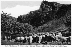 Historická pohlednice - pastva v Divoké Šárce
