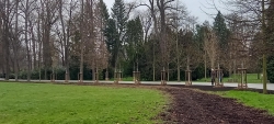 Koncepční obnova dřevin v parku Stromovka