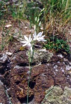 Bělozářka liliovitá, foto Vávra