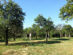 Dosadba nových ovocných stromků mezi staré švestky (posun sponu) v Sadu na Červeném Vrchu