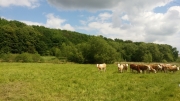 Pastva krav na Čihadlech