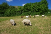 Stáda ovcí a koz opět vyráží do pražské přírody