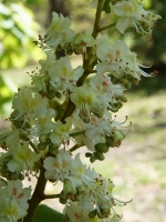 Jírovec maďal (květ)